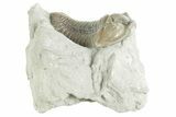 Fossil Flexicalymene Trilobite - Mt Orab, Ohio #380313-2